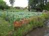  choux dans jardin potager